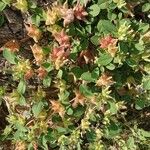 Tripodion tetraphyllum Flower