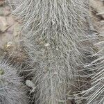 Cleistocactus hyalacanthus Kora