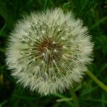 Taraxacum rubicundumŽiedas