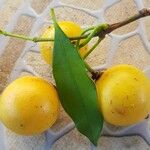 Garcinia brasiliensis Frucht