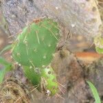 Opuntia engelmannii Foglia