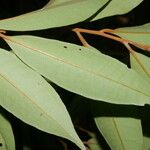 Ardisia liesneri Leaf