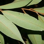 Ardisia liesneri Fulla