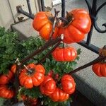 Solanum aethiopicum Fruit