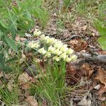 Baptisia bracteata Habit