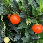 Solanum pseudocapsicum Fruit