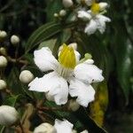 Miconia schlimii Λουλούδι