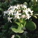 Crassula ovata その他の提案