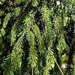 Picea orientalis Leaf