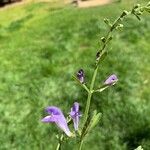 Scutellaria integrifolia Λουλούδι