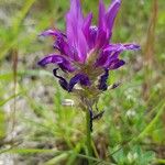 Astragalus onobrychis Flors