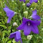 Platycodon grandiflorusFlower