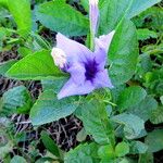 Ruellia tuberosa Flower