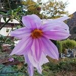 Dahlia imperialis Blüte