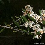 Ceanothus crassifolius Агульны выгляд