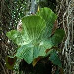 Platycerium elephantotis Other