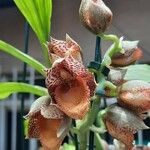 Catasetum denticulatum Flower