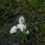 Eriophorum angustifolium Hábito