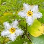 Nymphoides indica Кветка