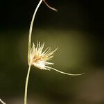 Carex bohemica Плід