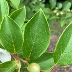 Stewartia pseudocamellia Folla