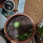 Citrus aurantiifolia Blomst