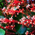 Clerodendrum paniculatum Цвят