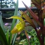 Phragmipedium longifolium Flower