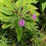 Vernonia baldwinii Цвят