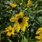 Coreopsis tripteris Квітка