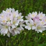 Allium roseum Flower