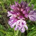 Neotinea tridentata Цветок
