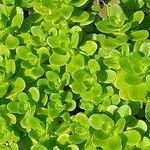 Sedum spathulifolium Leaf