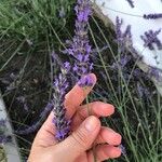 Lavandula × intermedia Flower