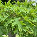 Quercus shumardii Blad