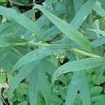 Solidago rugosa Hoja