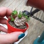 Euphorbia nivulia Hoja