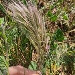 Bromus madritensis Habit