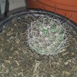 Mammillaria wrightii Hoja