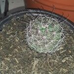 Mammillaria wrightii ഇല