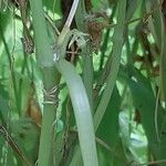 Cyclanthera pedata Bark