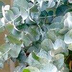 Eucalyptus pulverulenta Hostoa