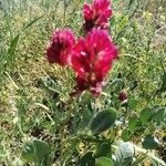 Sulla coronaria Blad