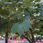 Bauhinia purpureaFoglia