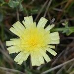 Pilosella galliciana Flower