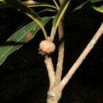 Manilkara chicle Fruto