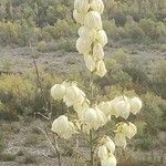 Yucca gloriosaÇiçek