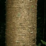 Jacaratia spinosa Bark