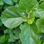 Cordia monoica Blad