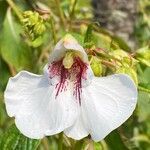 Impatiens tinctoria Žiedas